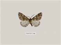 藏品(尺蛾129)的圖片